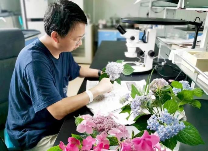科技秀∣繡球小孢子母細胞減數分裂染色體行為及花粉特征研究取得進展